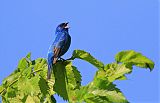 Indigo Bunting